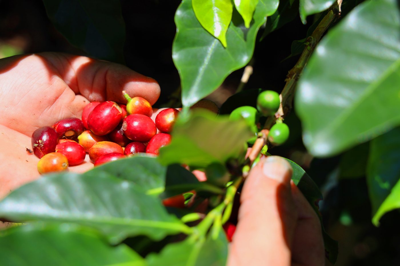 Plantas de café en una finca de altura de Honduras