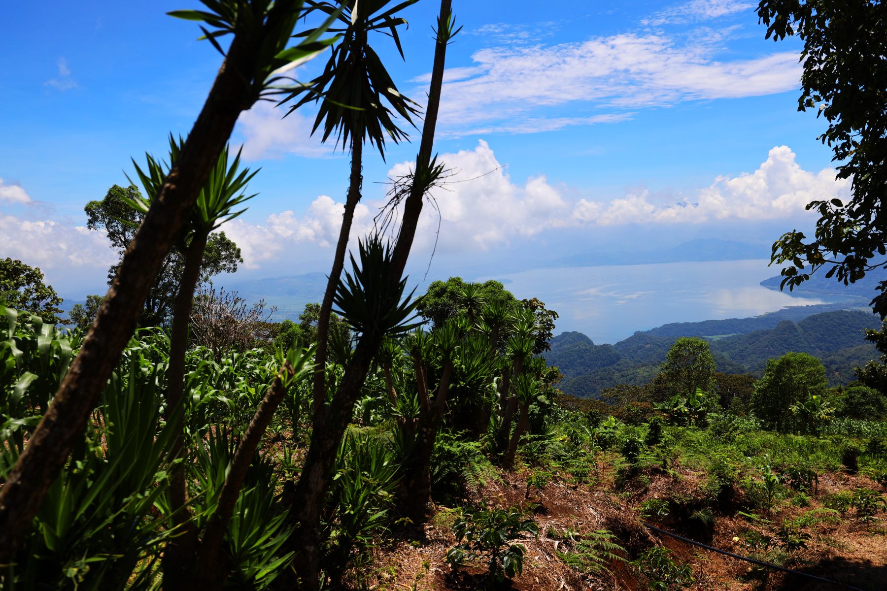 View of the coffee mountains of Honduras