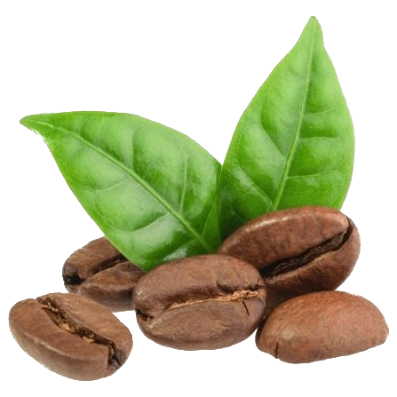 Coffee Beans Leaf