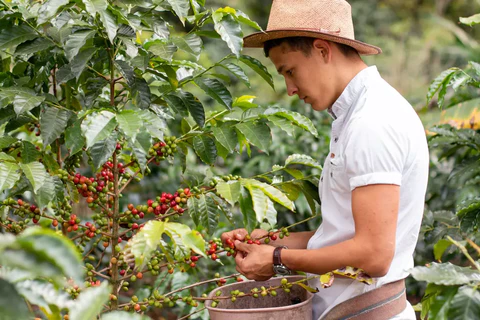 Ripe Coffee Beans